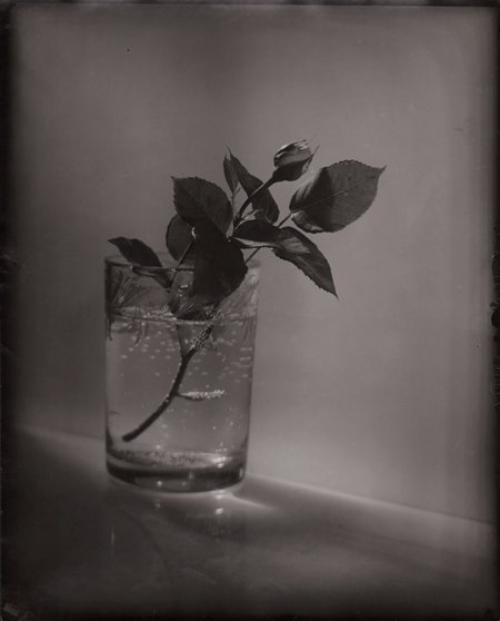 © Josef SUDEK,A White Rosebud, 1954, Vintage Gelatin Silver Print