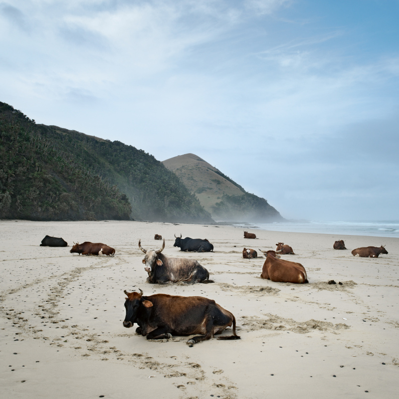 © Daniel Naudé Courtesy of the artist  Xhosa cattle on the shore. Mgazi, Eastern Cape, 19 May 2022